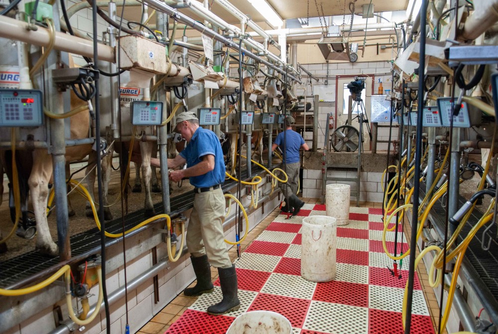  Two men in a barn with milking machines attached to cows.